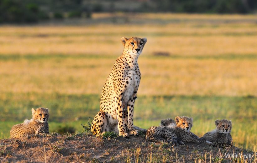 Classic 3-Day Masai Mara Flying Safari Package from Nairobi