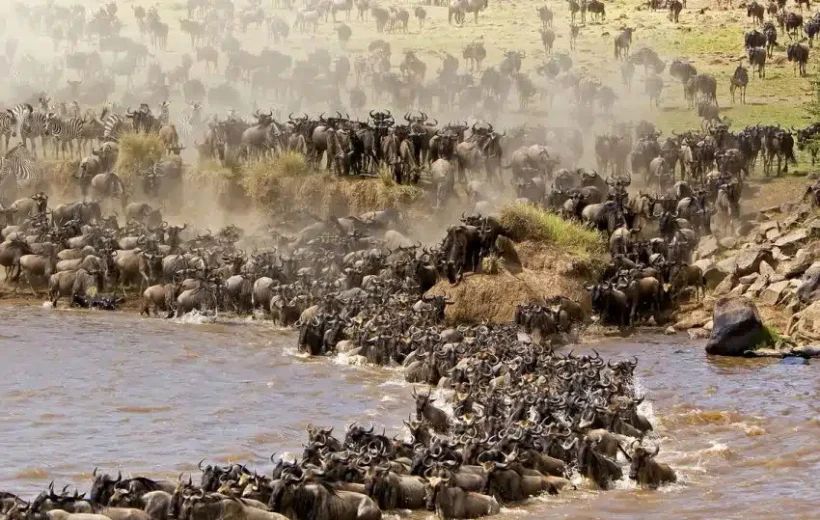4 Days Masai Mara Migration Safari from Nairobi | Wildebeest Tour Kenya